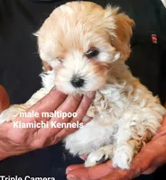 Bodi, a male Maltipoo for sale in Muse, OK – 5 of 7