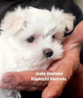 Micah, a male Maltese for sale in Muse, OK – 2 of 5