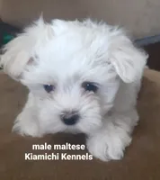 Micah, a male Maltese for sale in Muse, OK – 3 of 5