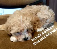 Betty, a female Maltipoo for sale in Muse, OK – 4 of 7