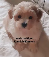 Biscuit, a male Maltipoo for sale in Muse, OK – 3 of 6