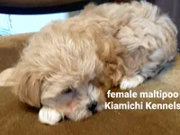 Betty, a female Maltipoo for sale in Muse, OK – 5 of 7