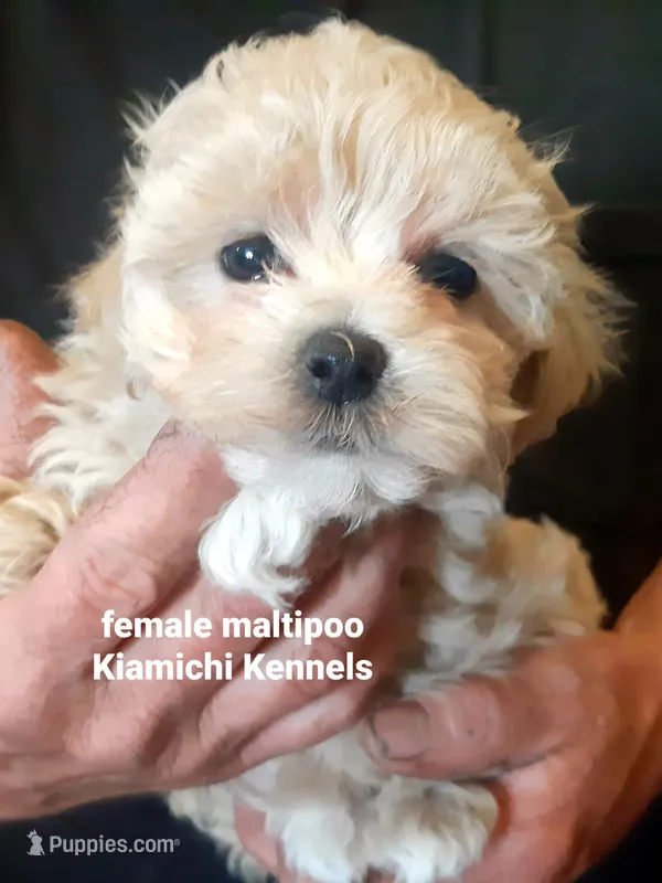 Betty – Maltipoo puppy for sale in Muse, OK