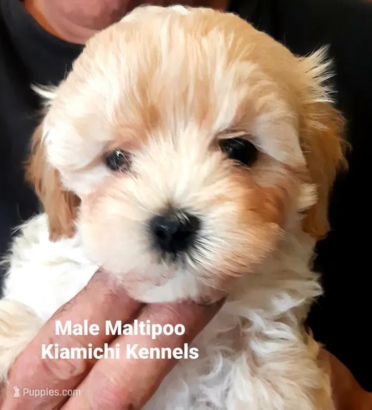 Bodi – Maltipoo puppy for sale in Muse, OK