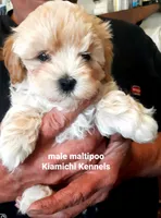 Bodi, a male Maltipoo for sale in Muse, OK – 7 of 7