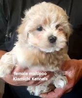 Betty, a female Maltipoo for sale in Muse, OK – 6 of 7