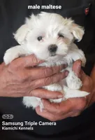 Micah, a male Maltese for sale in Muse, OK – 5 of 5
