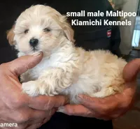Biscuit, a male Maltipoo for sale in Muse, OK – 4 of 6