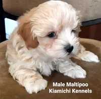 Bodi, a male Maltipoo for sale in Muse, OK – 3 of 7