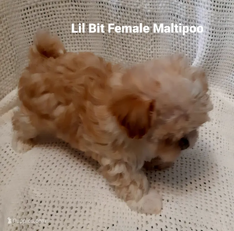 Lil Bit – Maltipoo puppy for sale in Muse, OK