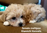 Betty, a female Maltipoo for sale in Muse, OK – 7 of 7