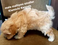 Biscuit, a male Maltipoo for sale in Muse, OK – 6 of 6