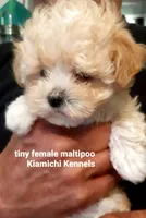Lil Bit, a female Maltipoo for sale in Muse, OK – 6 of 8