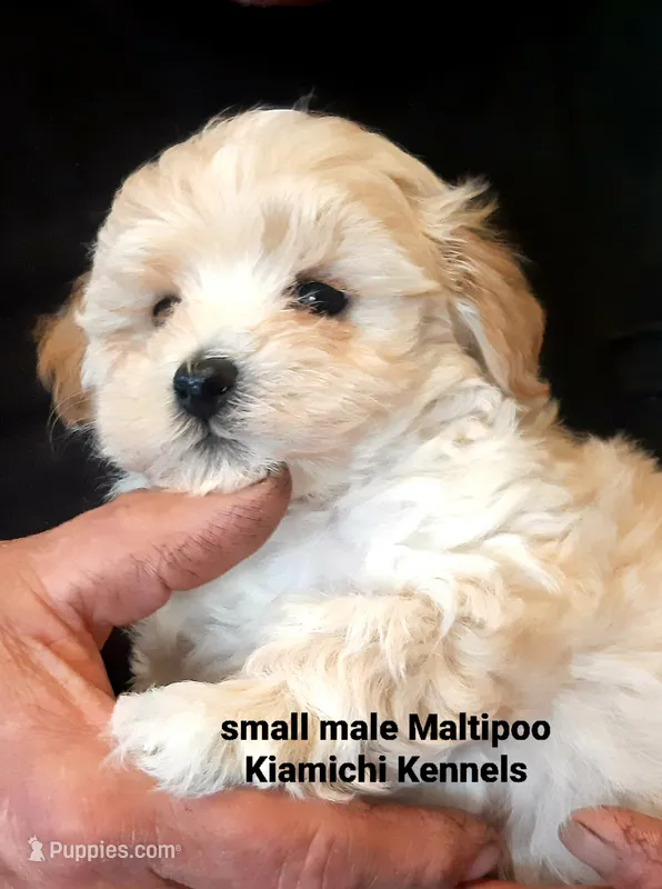 Biscuit – Maltipoo puppy for sale in Muse, OK