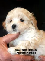 Biscuit, a male Maltipoo for sale in Muse, OK – 1 of 6