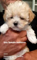 Lil Bit, a female Maltipoo for sale in Muse, OK – 8 of 8