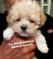 Lil Bit, a female Maltipoo for sale in Muse, OK – 4 of 8