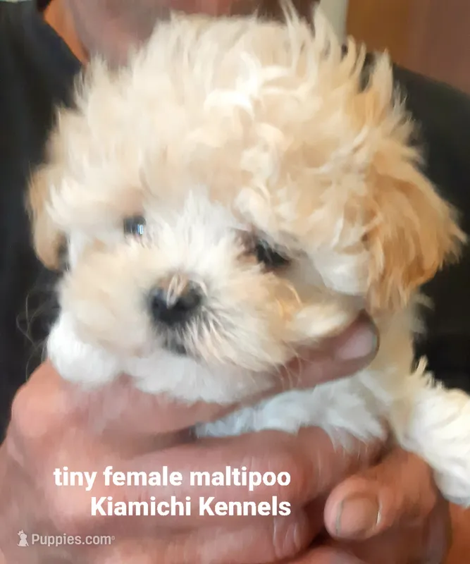 Lil Bit – Maltipoo puppy for sale in Muse, OK