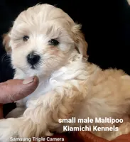 Biscuit, a male Maltipoo for sale in Muse, OK – 5 of 6