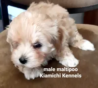 Bodi, a male Maltipoo for sale in Muse, OK – 2 of 7