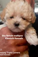 Lil Bit, a female Maltipoo for sale in Muse, OK – 3 of 8