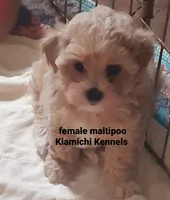 Betty, a female Maltipoo for sale in Muse, OK – 2 of 7