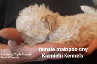 Lil Bit, a female Maltipoo for sale in Muse, OK – 2 of 8