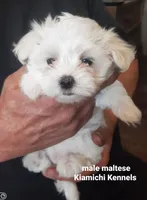 Micah, a male Maltese for sale in Muse, OK – 4 of 5