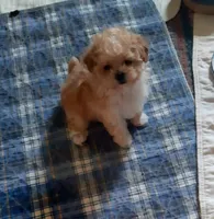 Lil Bit, a female Maltipoo for sale in Muse, OK – 5 of 8