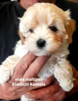 Bodi, a male Maltipoo for sale in Muse, OK – 6 of 7
