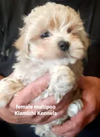 Betty, a female Maltipoo for sale in Muse, OK – 3 of 7