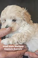 Biscuit, a male Maltipoo for sale in Muse, OK – 2 of 6