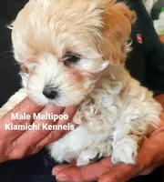 Bodi, a male Maltipoo for sale in Muse, OK – 4 of 7