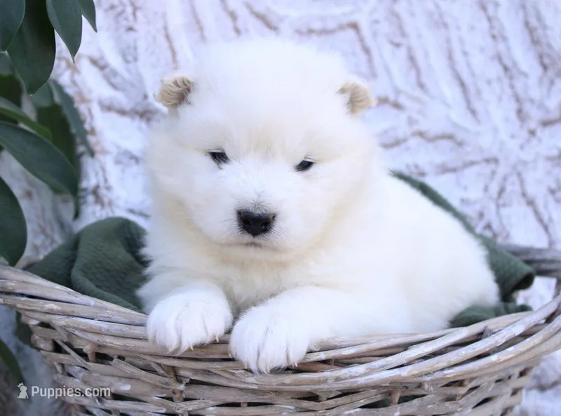 Frost – Samoyed puppy for sale in Neillsville, WI