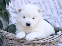 Frost, a male Samoyed for sale in Neillsville, WI – 3 of 3