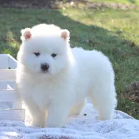 Frost, a male Samoyed for sale in Neillsville, WI – 2 of 3