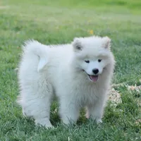 Frost, a male Samoyed for sale in Neillsville, WI – 1 of 3