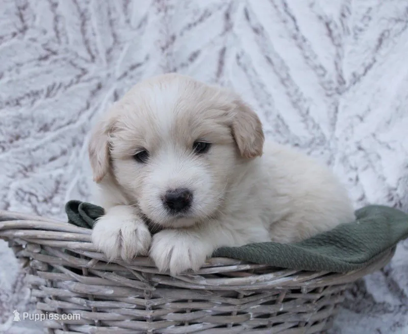 Koda – Samoyed, Golden Retriever puppy for sale in Neillsville, WI