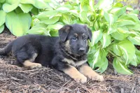 Tom, a male German Shepherd Dog for sale in Neillsville, WI – 1 of 1
