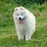 Storm, a male Samoyed for sale in Neillsville, WI – 1 of 3