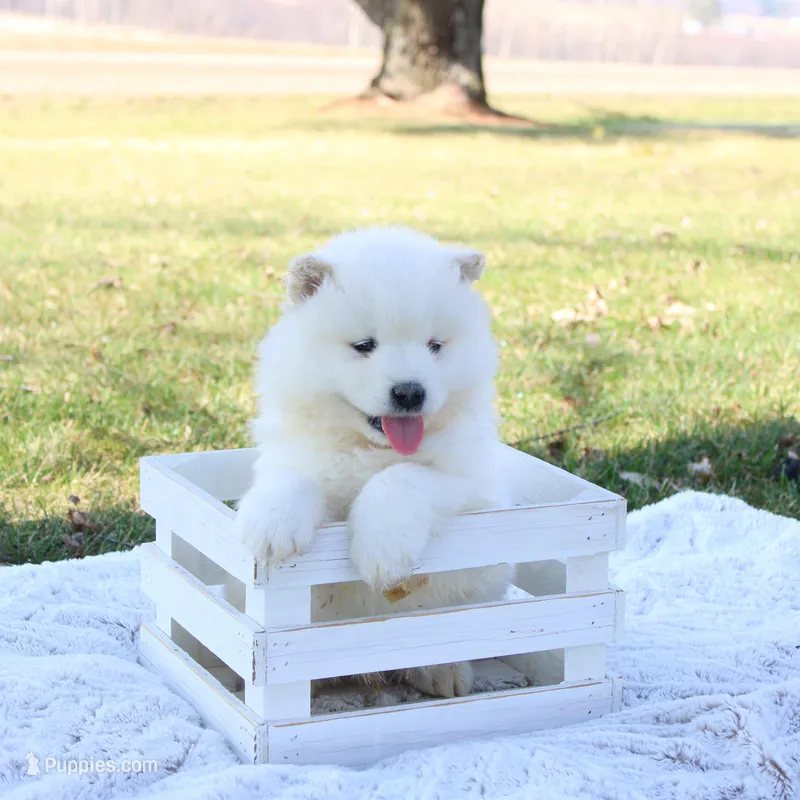 Kodiak – Samoyed puppy for sale in Neillsville, WI
