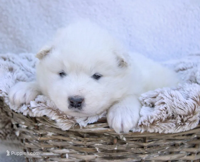 Kodiak – Samoyed puppy for sale in Neillsville, WI