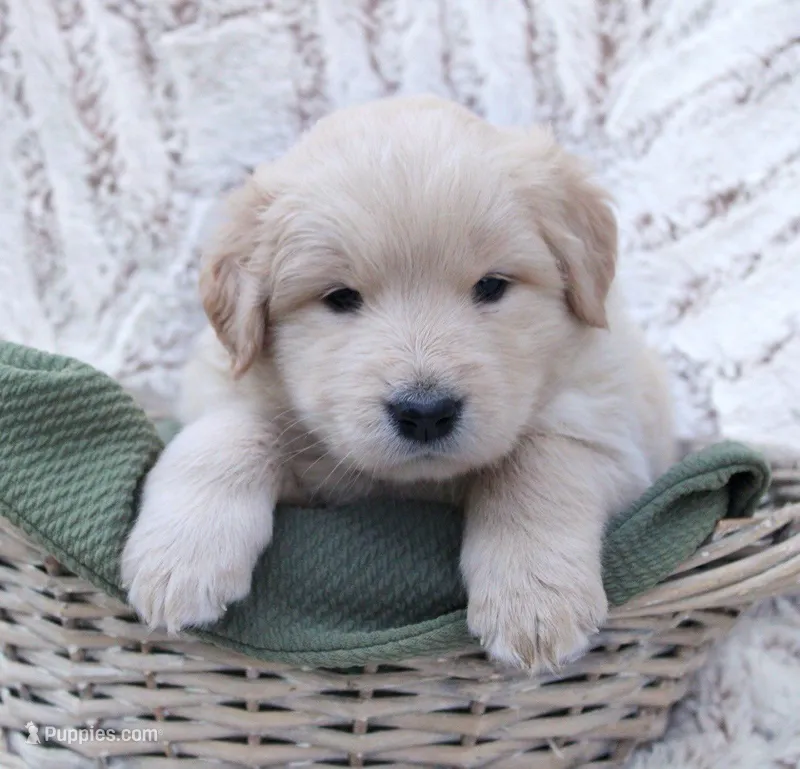 Rusty  – Samoyed, Golden Retriever puppy for sale in Neillsville, WI
