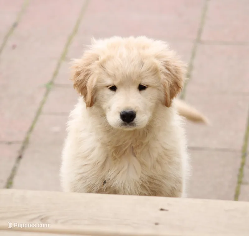 Rusty  – Samoyed, Golden Retriever puppy for sale in Neillsville, WI