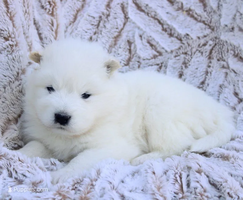 Glacier – Samoyed puppy for sale in Neillsville, WI