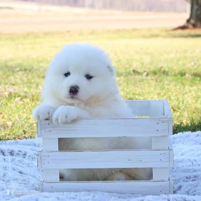 Glacier – Samoyed puppy for sale in Neillsville, WI