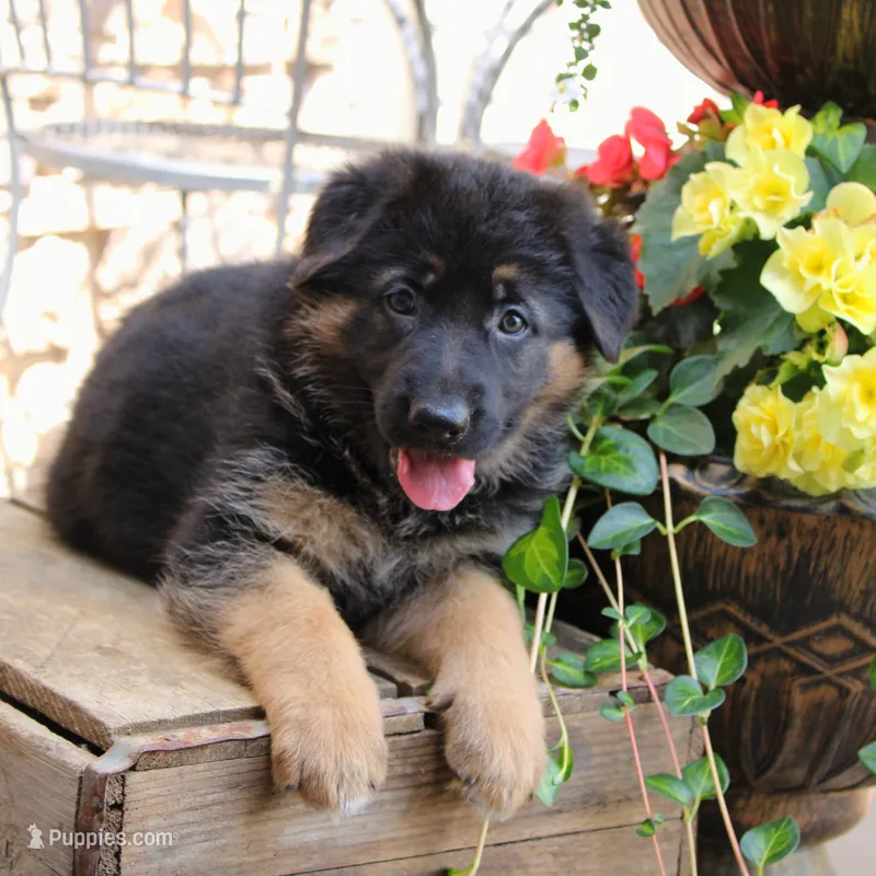 Buddy  – German Shepherd Dog puppy for sale in Neillsville, WI