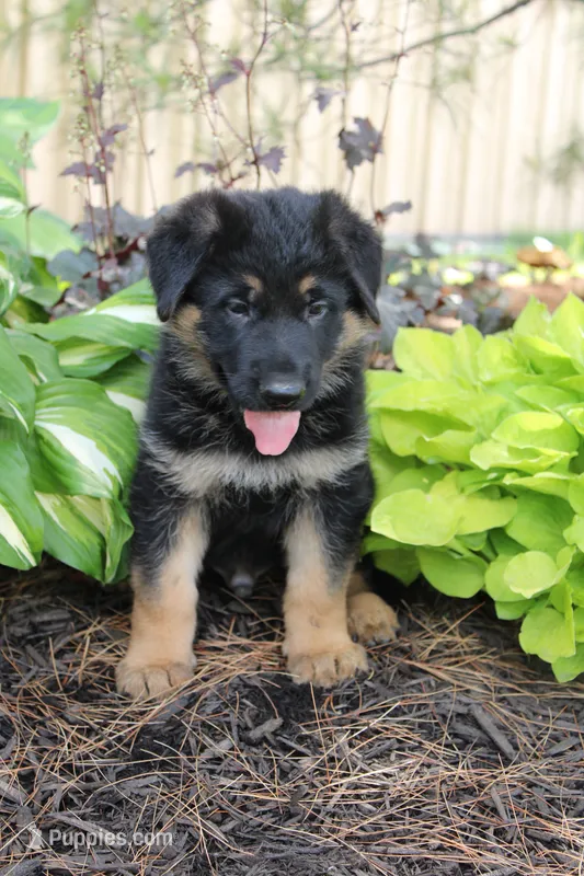 Sam  – German Shepherd Dog puppy for sale in Neillsville, WI