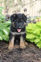 Sam , a male German Shepherd Dog for sale in Neillsville, WI – 1 of 1