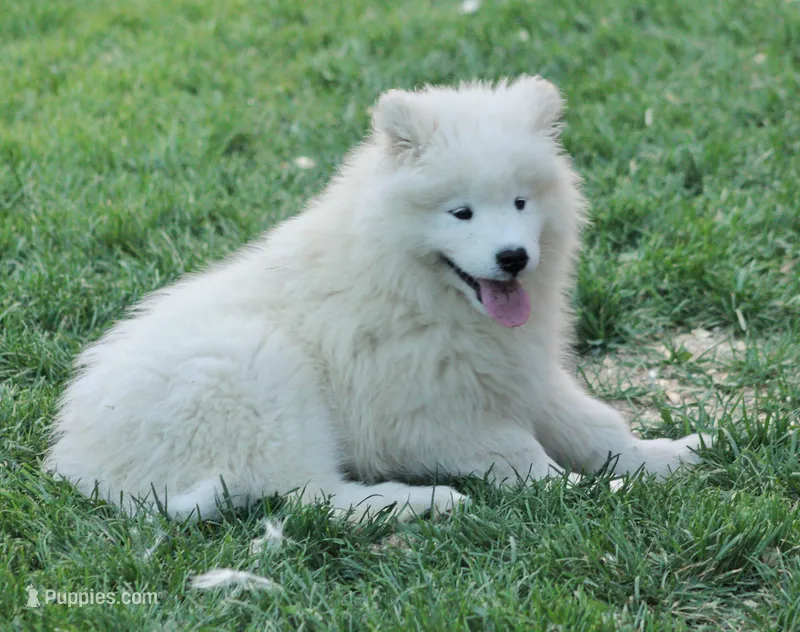 Blizzard – Samoyed puppy for sale in Neillsville, WI